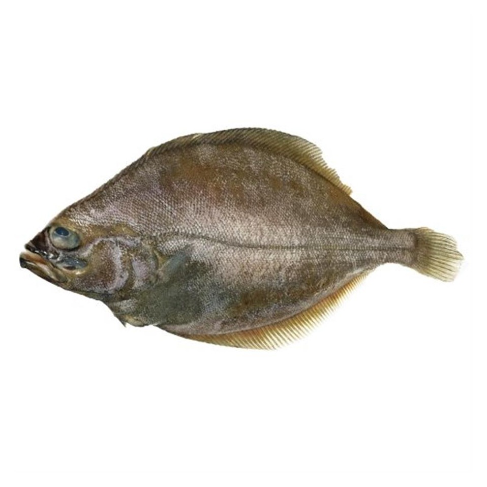  ماهی کفشک